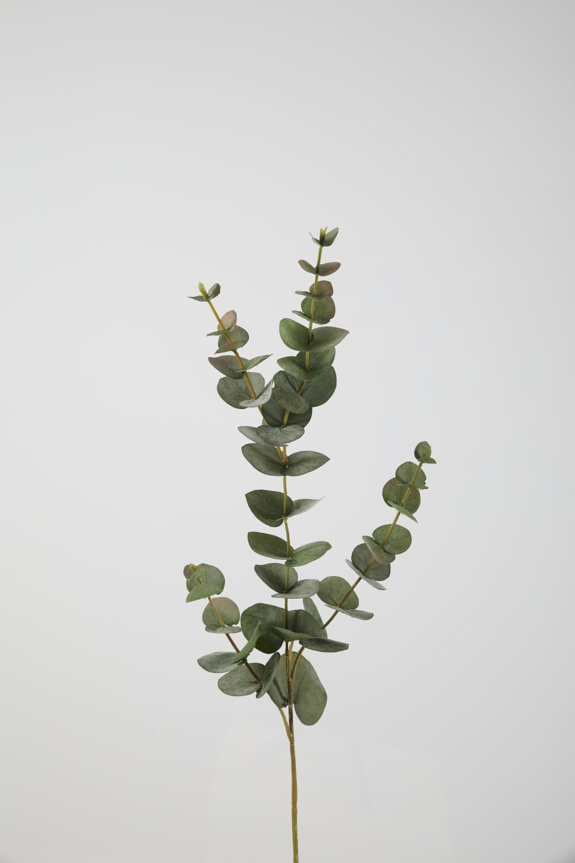 Groene tak - Eucalyptus