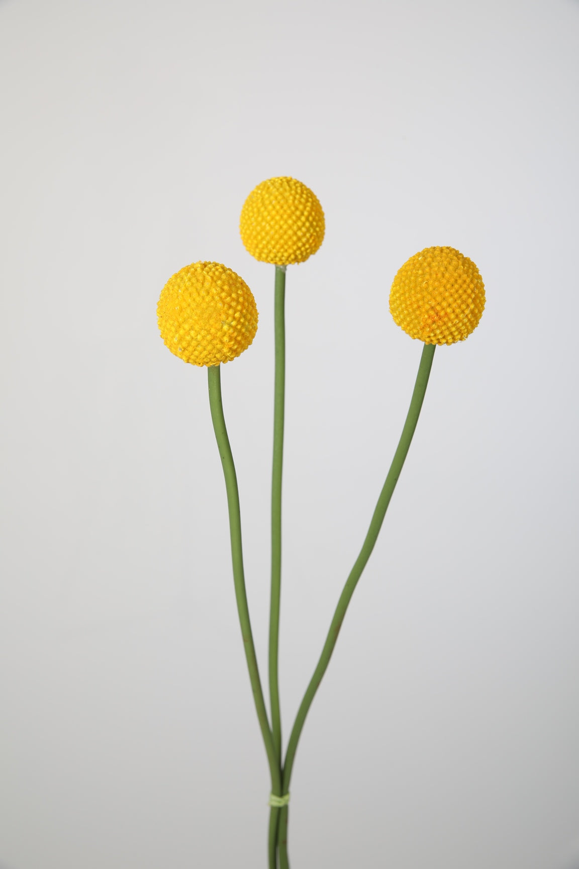 Zijden bloem - Craspedia - geel