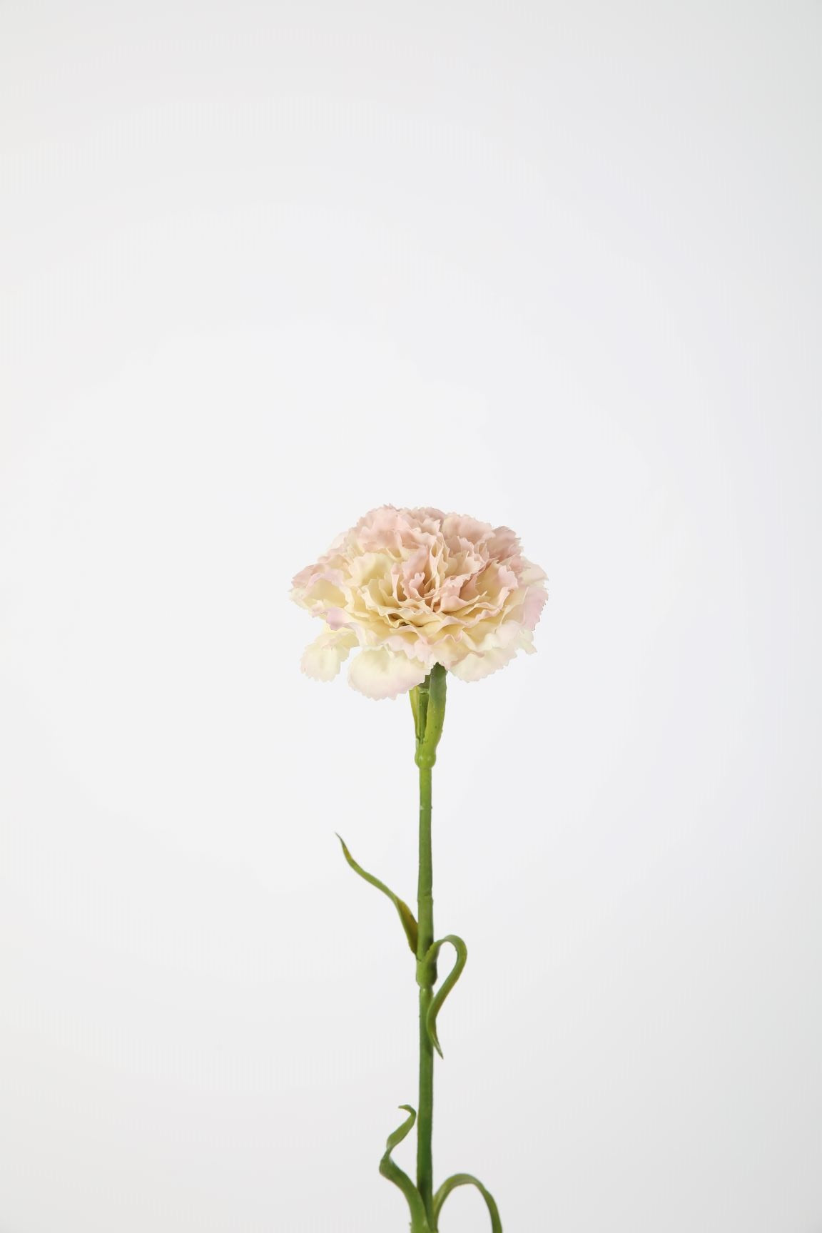 Zijden bloem - Anjer - crème