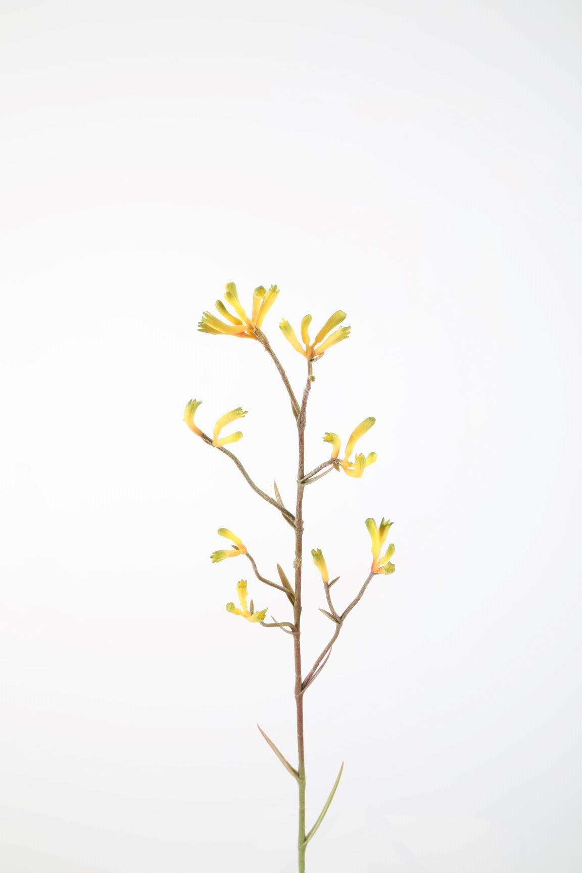 Zijden bloem - Kangeroo Paw - geel