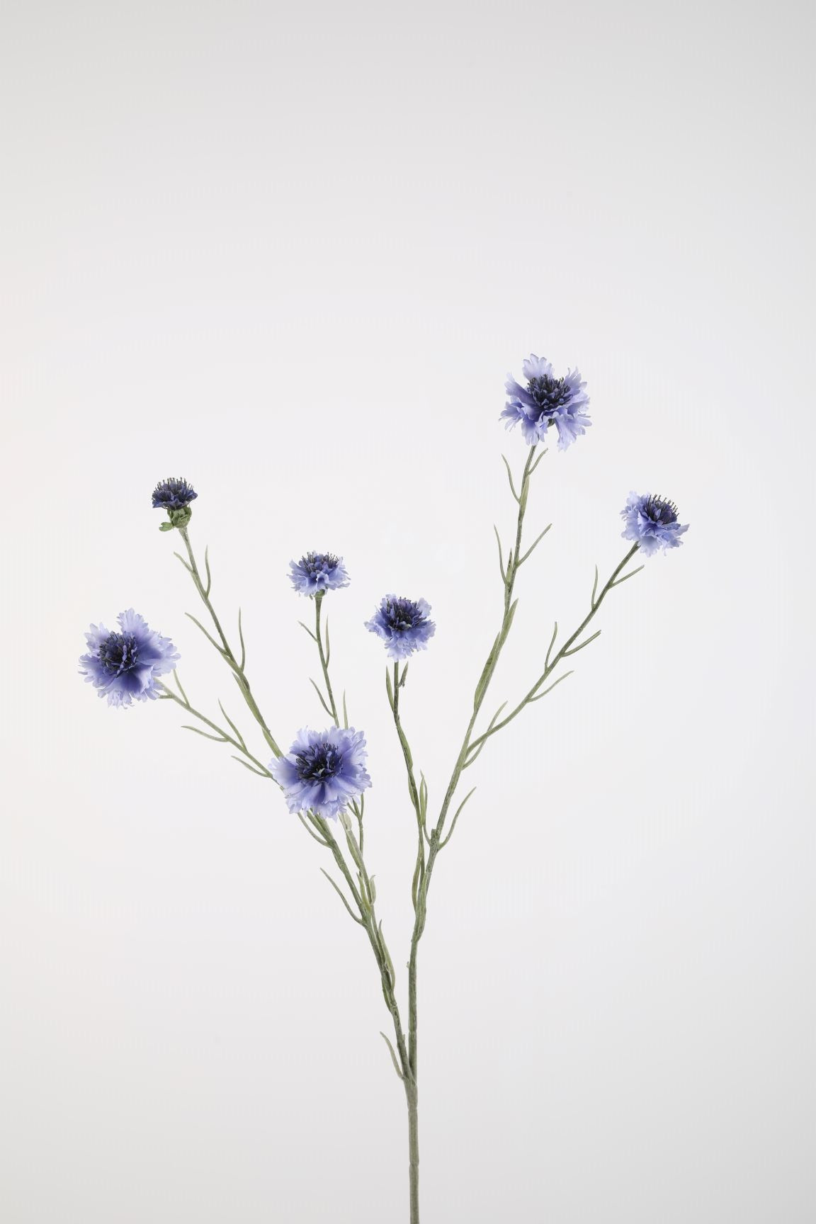 Zijden bloem - Korenbloem - lila