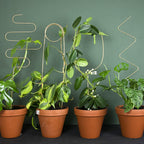 Plantensteun - Pin - goud - 70cm