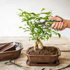 Bonsai snoeischaar L