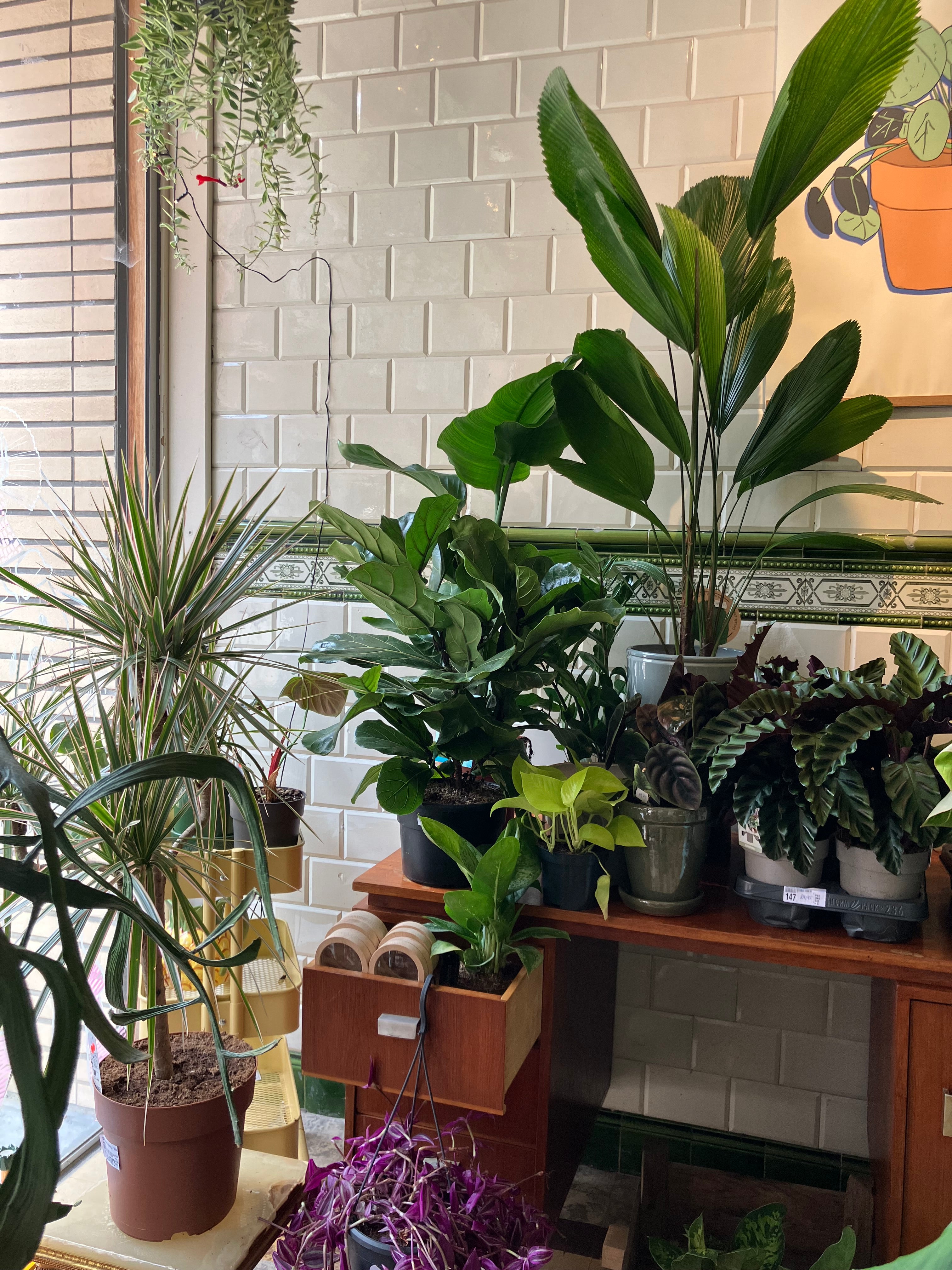 Sip & Plant