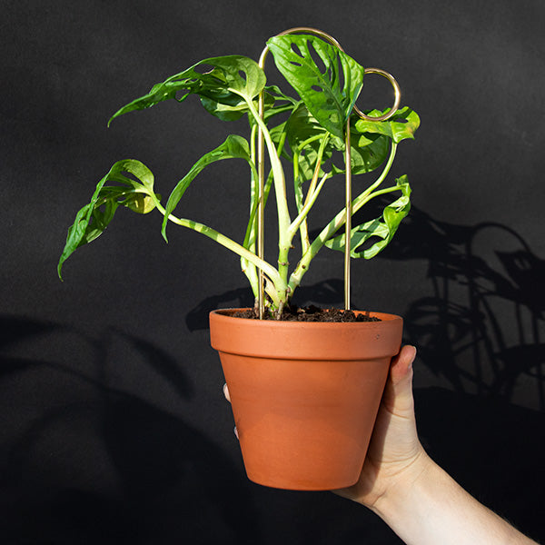 Plantensteun - Bump - goud - 30cm