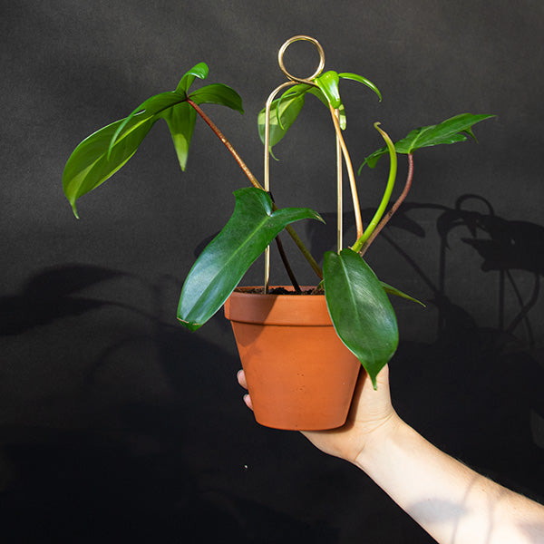 Plantensteun - Pompom - goud - 30cm