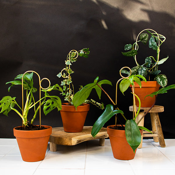 Plantensteun - Bump - goud - 30cm