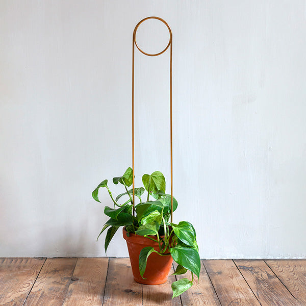 Plantensteun - Pin - goud - 70cm