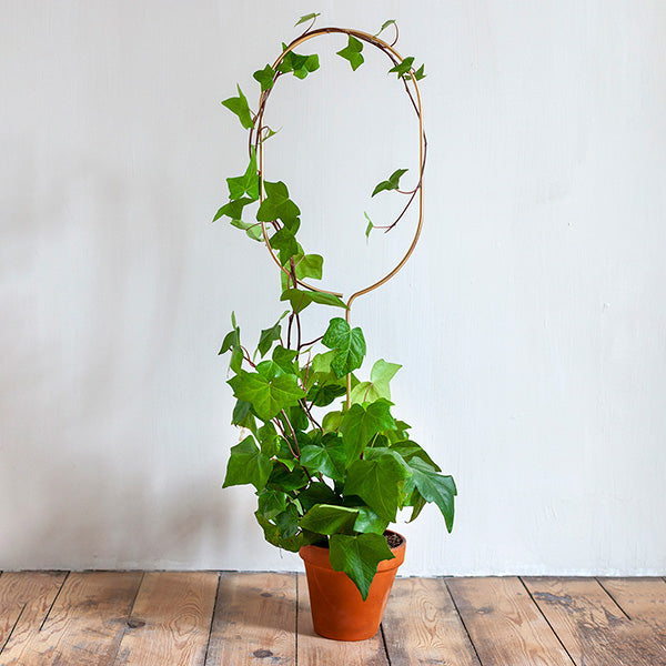 Plantensteun - Arch - goud - 70cm