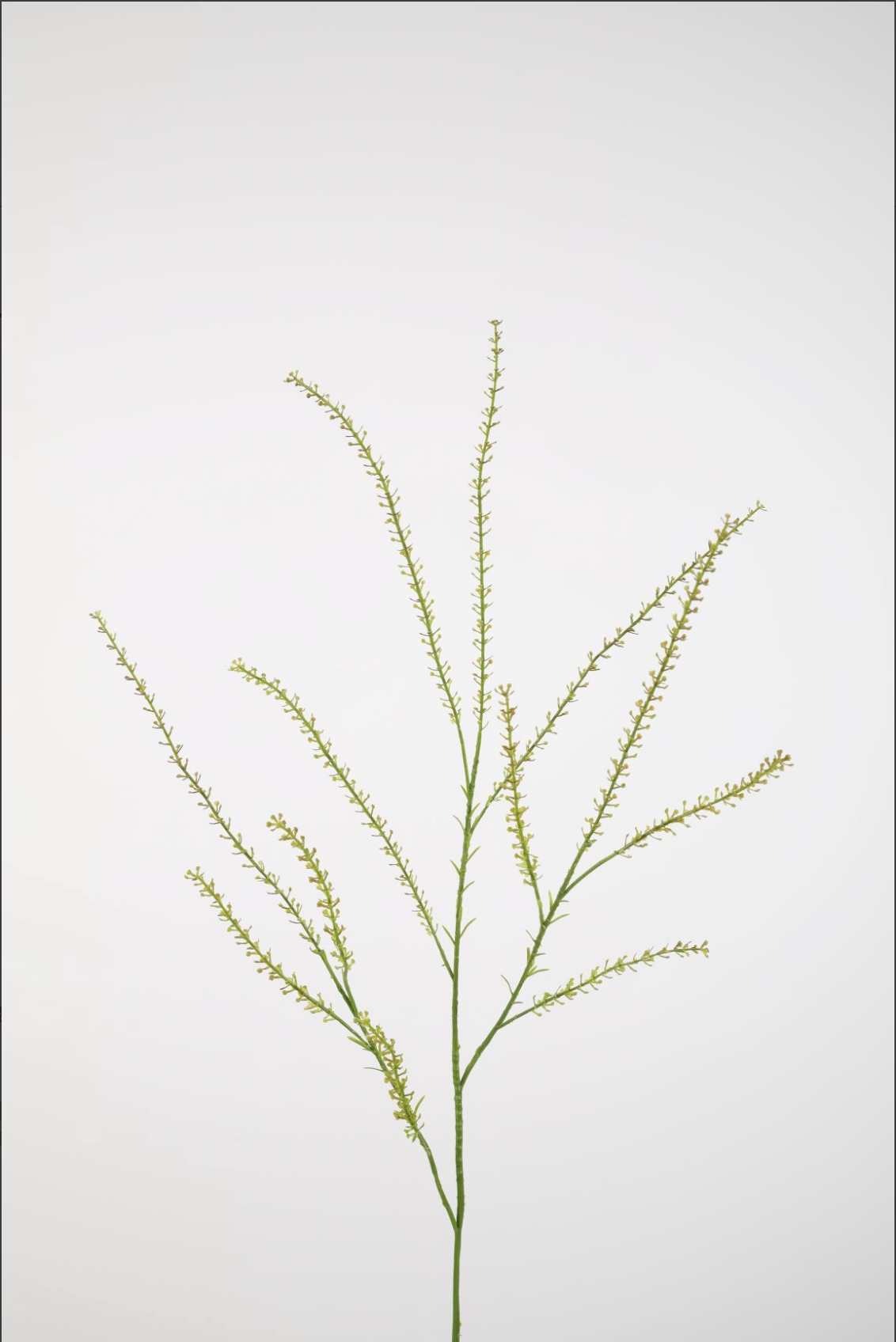 Thlaspi Green Bell