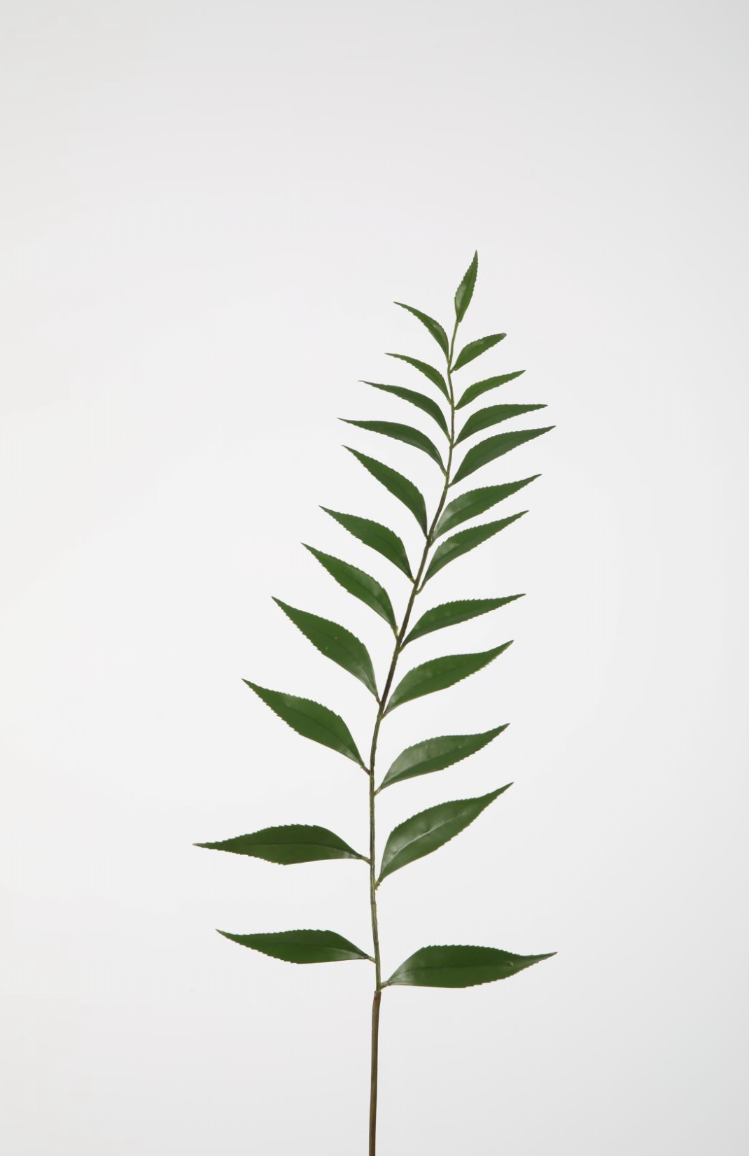 Taiwan Fern Leaf