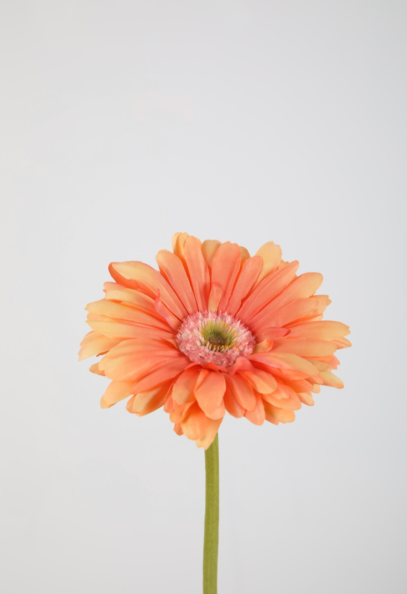 Gerbera