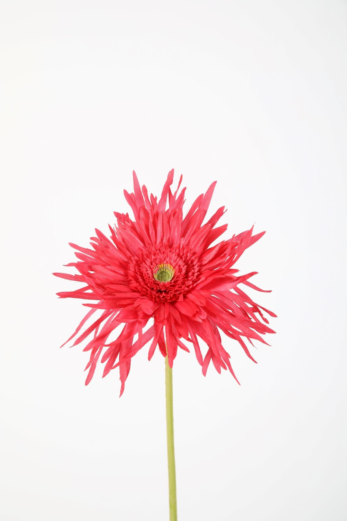 Zijden bloem - Spider Gerbera - fuchsia
