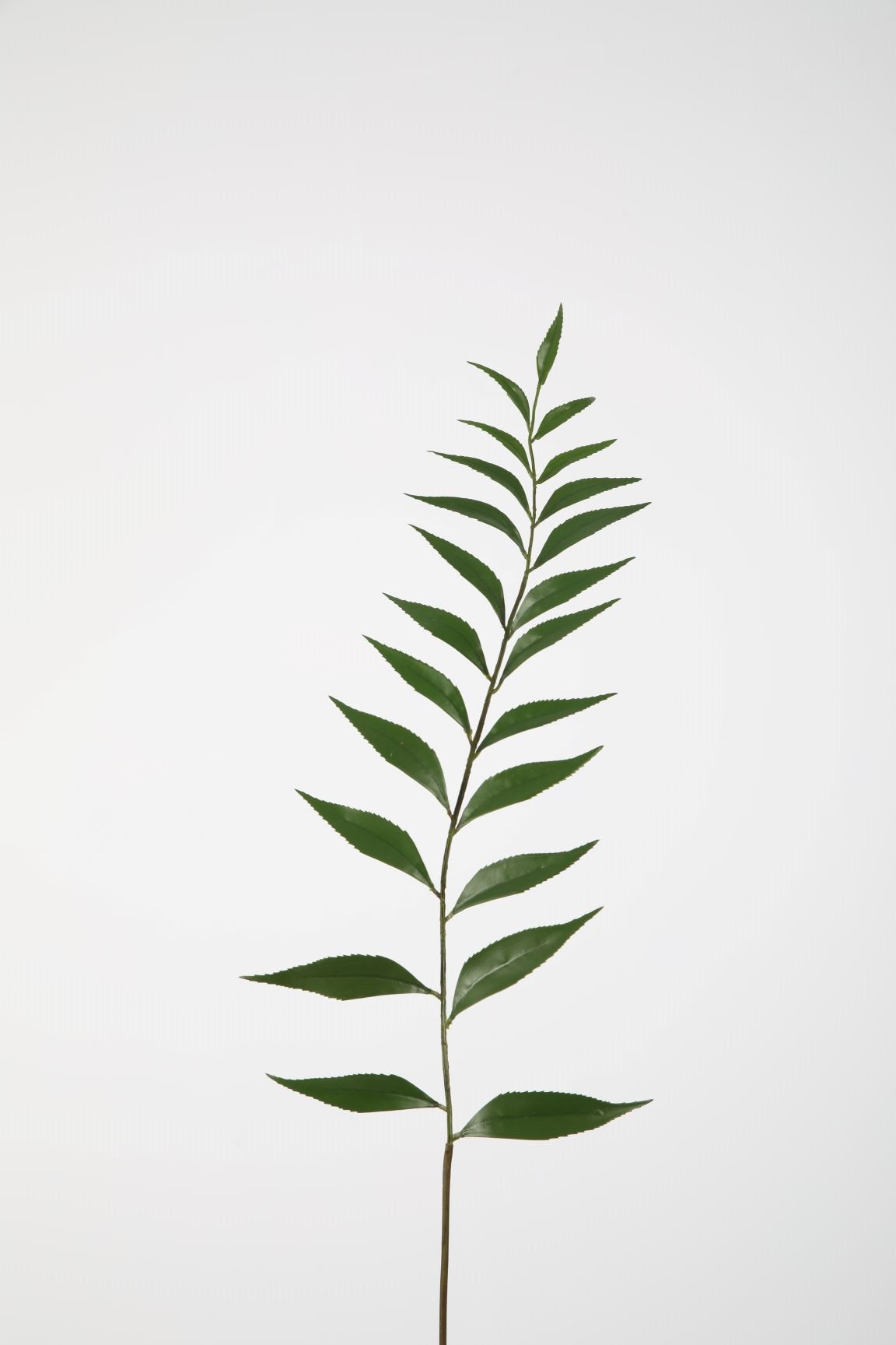 Groene tak - Taiwan fern